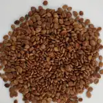 Amaltas Seeds | Cassia Fistula Pods Seeds | Amaltas Fali Beej