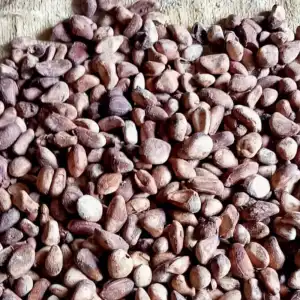 Chaulmoogra Seeds | Chalmogra Beej | Hydnocarpus wightianus 