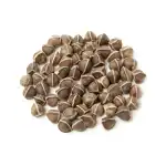 Moringa Kernel | Moringa Kernel Seeds | Moringa Oleifera Kernal