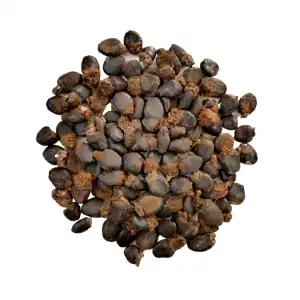 Bhilawa Seeds | Semecarpus Anacardium Seeds | Marking Nut Seeds | Bhallatak