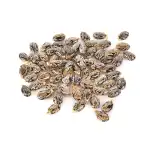 Castor Seeds | Arandi Ke Beej | Ricinus Communis | Castor Bean