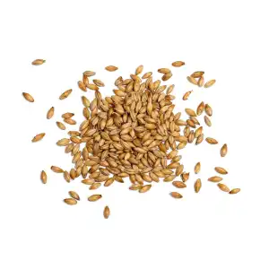 Barley | Jau | Hordeum Vulgare | Jav | Dhanyaraja