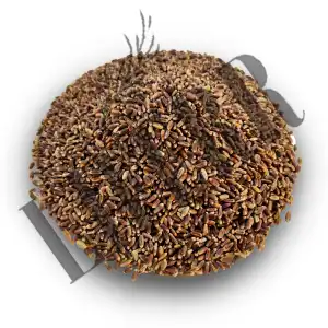 Black Wheat | Kalagehun | Triticum Aestivum | Seeds Whole For Eating & Atta