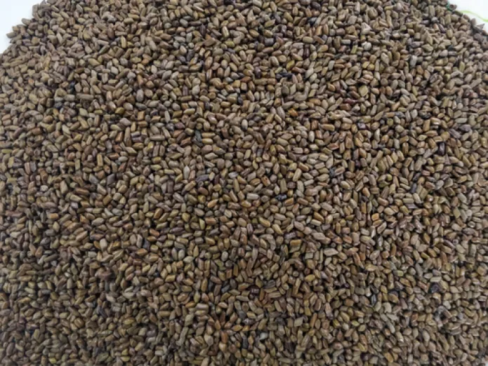 Cassia Tora Seeds
