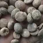 Nirmali Seeds | Blackish Quality | Strychnos Potatorum | Katak Seeds | Chikni Supari 