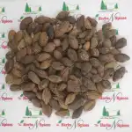 Harad Whole | Badi Harad | Haritaki | Terminalia Chebula | Chebulic Myrobalan | Harra Whole | Sabut Harad