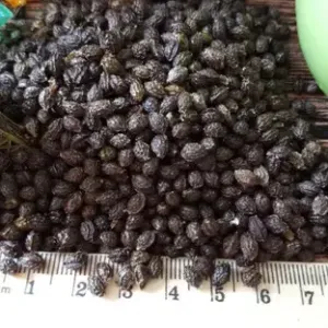 Papaya Seeds