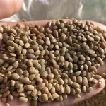 Kulthi Dal | Horse Gram