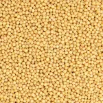 Yellow Mustard | Sinapis Alba | Indian Mustard