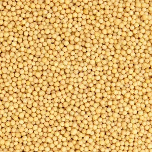 Yellow Mustard | Sinapis Alba | Indian Mustard