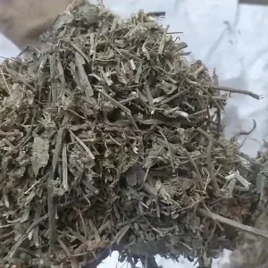 Patol Patra | Parwal | Patola | Trichosanthes Dioica