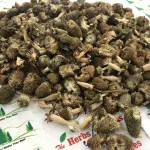 Akarkara Flowers Irani  | Anacyclus Pyrethrum Flowers | Pellitory Flowers 