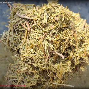 Talispatra | Talispatri | Without Stick Quality