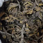 Jiwanti | Jivanti | Yellow | Original