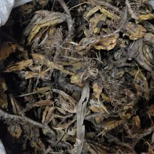 Jiwanti | Jivanti | Yellow | Original