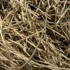 Druva Grass | Doob | Cynodon Dactylon | Dhro | Garika Hallu | Karuka | Arukampillu