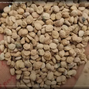 Sarpgandha Seeds