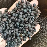 Kabab Chini (Piper cubeba) – Cubeb Pepper / Tailed Pepper