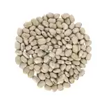 Kaunch Beej White Wild | Mucuna Pruriens | Velvet Bean White