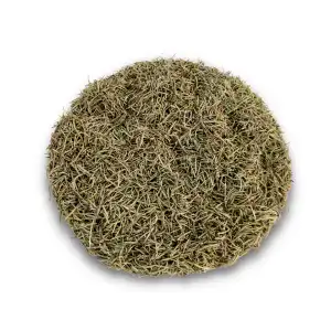 Rosemary | Rosmarinus Officinalis | Rosmarinus