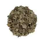 Shisham Leaves | Sisam | Seesam | Sesam | Dalbergia Sissoo