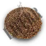 Black Wheat | Kalagehun | Triticum Aestivum | Seeds Whole For Eating & Atta