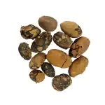 Hingot Fruits | Balanites Aegyptiaca | Hingan | Ingudi | Hinguputra